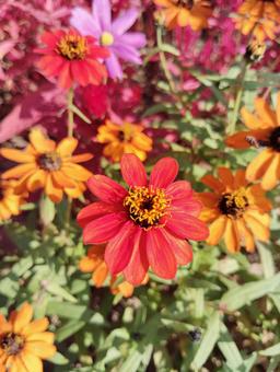 百日草3 百日草,オレンジ,花の写真素材