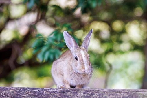 The rabbits of Okunoshima, JPG The rabbits of Okunoshima, JPG