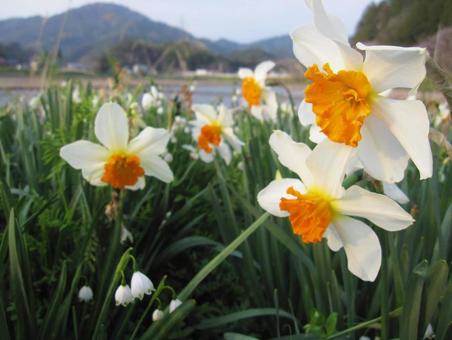 群生する水仙 群生する水仙の写真