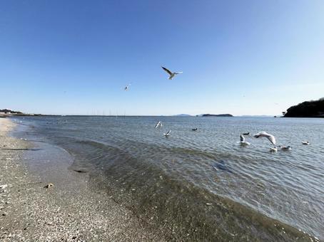 海岸とカモメと青空 海岸とカモメと青空 海岸,波打ち際,砂浜の写真素材