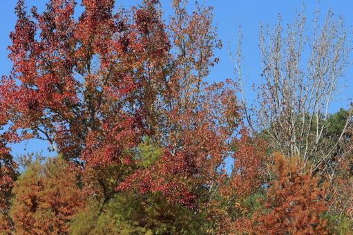 紅葉 紅葉の写真