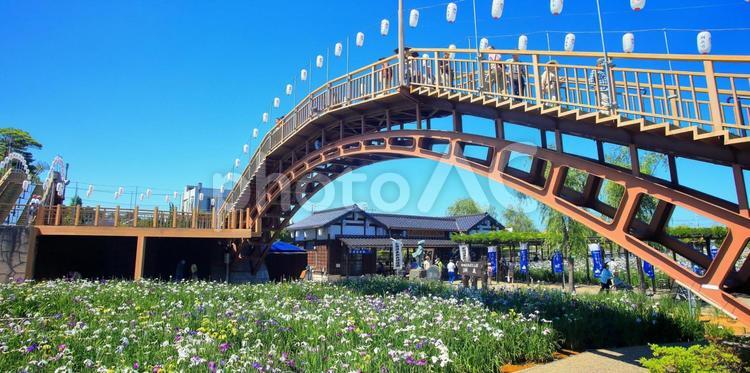 6月のバナー素材　あやめ祭り　潮来市 あやめ祭り,6月,バナー素材の写真素材