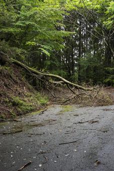 道を塞いでいる倒木 道,倒木,災害の写真素材