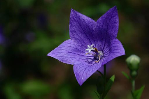 Photo, campanulaceae, flower, bellflower family, 
