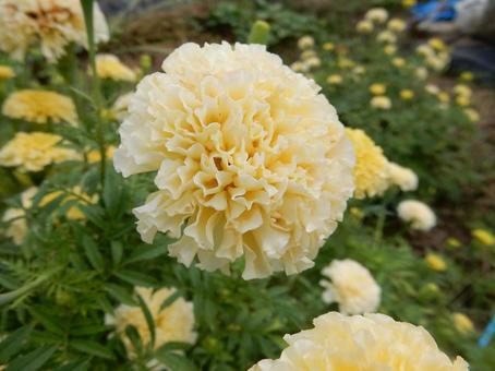 【花の写真】マリーゴールド マリーゴールド,千寿菊,植物の写真素材