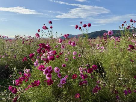 福井県 曇り空と宮ノ下コスモス公苑 福井県 曇り空と宮ノ下コスモス公苑 福井県,宮ノ下コスモス公苑,曇りの写真素材