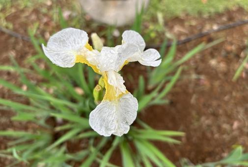 Iris, JPG