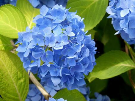 紫陽花(2) 紫陽花(2)の写真