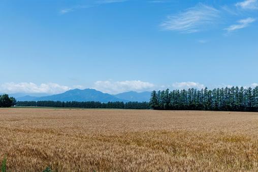 麦畑と青空 麦畑と青空 麦畑,畑,青空の写真素材