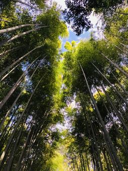 京都の竹林 嵐山 京都の竹林 嵐山 京都,竹林,緑の写真素材
