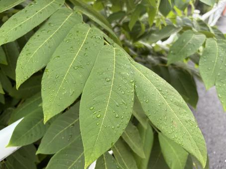 水滴感じる葉っぱ 水滴感じる葉っぱ 葉っぱ,水滴,緑の写真素材