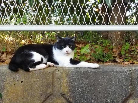 塀の上のネコの写真