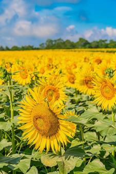 北海道 北竜町ひまわりの里 北海道 北竜町ひまわりの里の写真