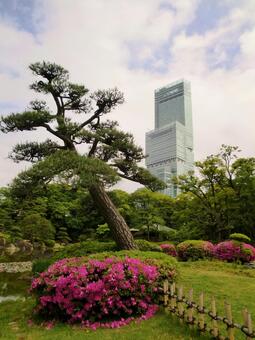 松とあべのハルカスの写真