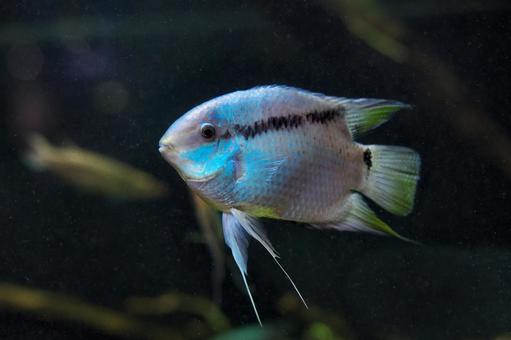 フェスティバム フェスティバム,水族館,アクアリウムの写真素材