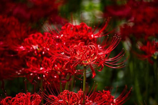 艶やかな曼殊沙華 艶やかな曼殊沙華 彼岸花,曼珠沙華,ヒガンバナの写真素材