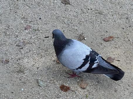 ハト ハトの写真