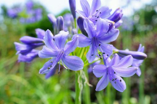 Photo, agapanthus, blue flower, cute flower, 