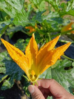 ズッキーニの雄花 ズッキーニの雄花 ズッキーニの雄花,ズッキーニ,雄花の写真素材