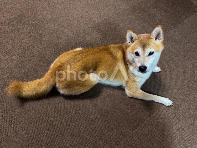 絨毯でくつろぐ柴犬 柴犬,しばいぬ,シバイヌの写真素材