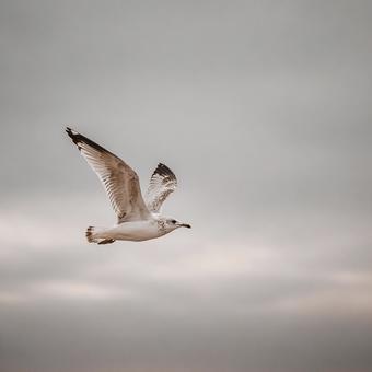 自由を象徴する一羽の鳥 自由を象徴する一羽の鳥の写真