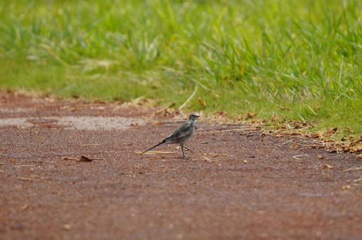 ハクセキレイ ハクセキレイ ハクセキレイ,野鳥,観察の写真素材