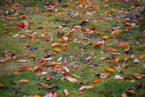 北海道　札幌市の紅葉 北海道,北,札幌市の写真素材