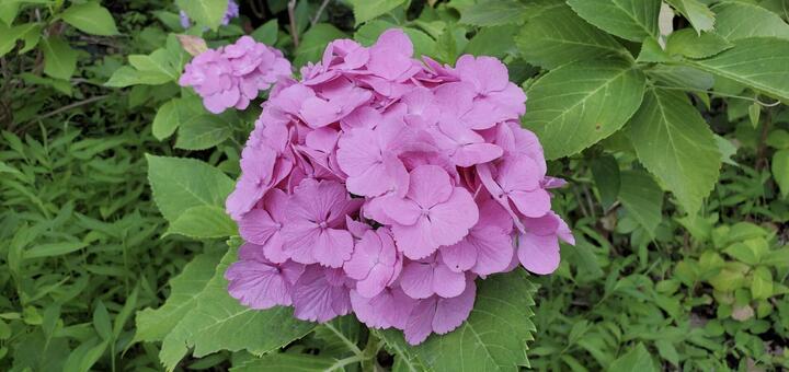 紫陽花 紫陽花,桃色,自然の写真素材