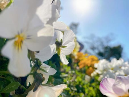 花 花の写真