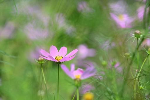 かわいいピンクの秋桜 かわいいピンクの秋桜の写真