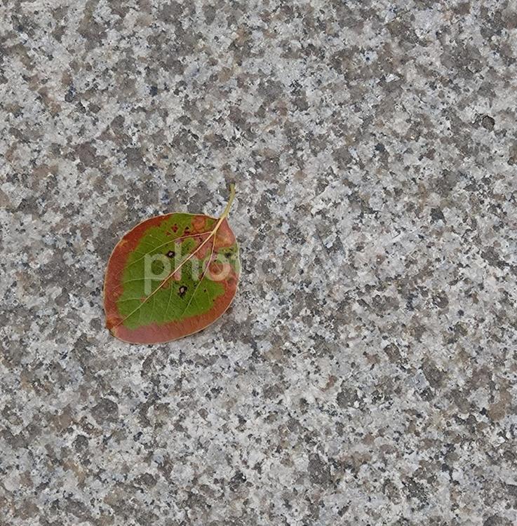 キレイなグラデーションの落ち葉 落ち葉,葉っぱ,キレイの写真素材