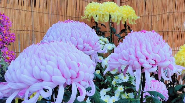 Chrysanthemums that color late autumn 013, JPG Chrysanthemums that color late autumn 013, chrysanthemum, gardening, appreciation, JPG