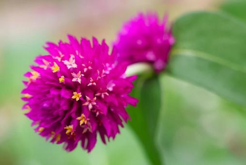 9月中旬のさぬきフラワーガーデンの千日紅 9月中旬のさぬきフラワーガーデンの千日紅の写真