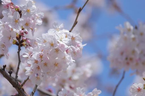 cherry blossoms, JPG