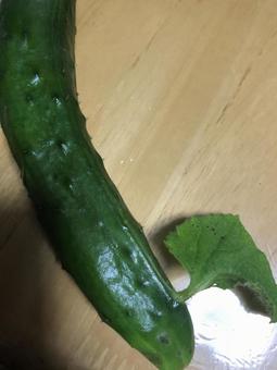 Cucumber leaves Cucumber leaves