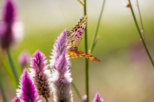 ツマグロヒョウモン(102) ツマグロヒョウモン(102)の写真