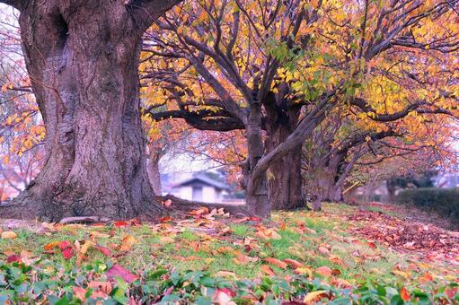 秋のサクラ並木 桜,桜並木,秋の写真素材