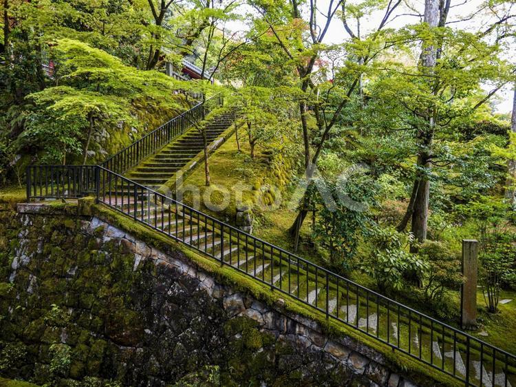 新緑に包まれた階段 新緑に包まれた階段,新緑,階段の写真素材