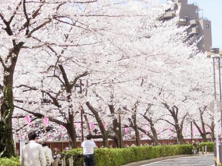 Photo, cherry blossoms, sakura, meguro river, 