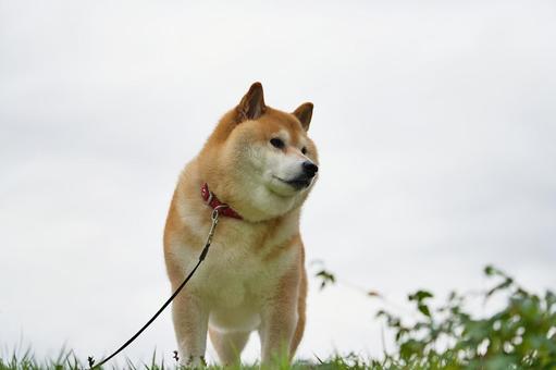 柴犬のポートレート 柴犬のポートレート 犬,柴犬,赤毛の写真素材
