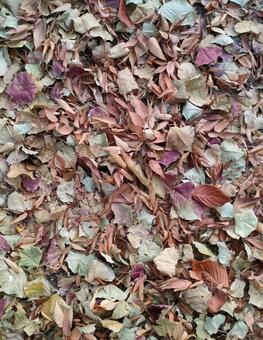 落ち葉 落ち葉,枯葉,秋の写真素材