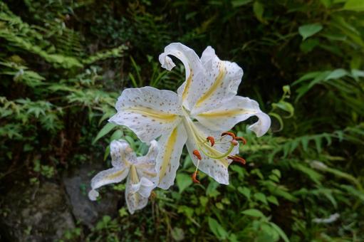 山に咲くゆり 山に咲くゆりの写真