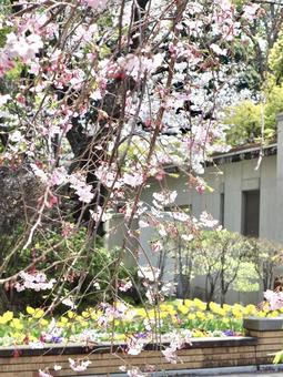 cherry blossoms, JPG