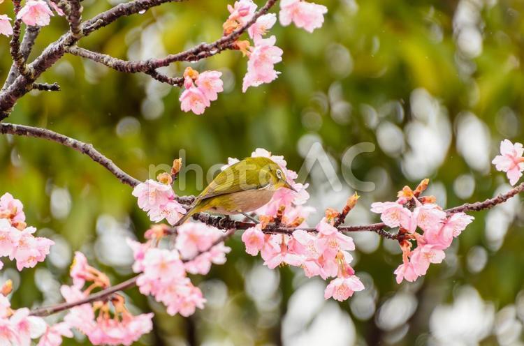 桜の花をついばむメジロ メジロ,鳥,野鳥の写真素材