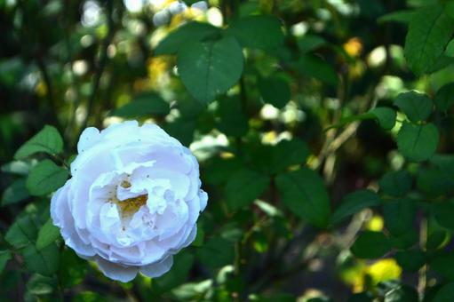 秋の花:バラ 秋の花:バラの写真