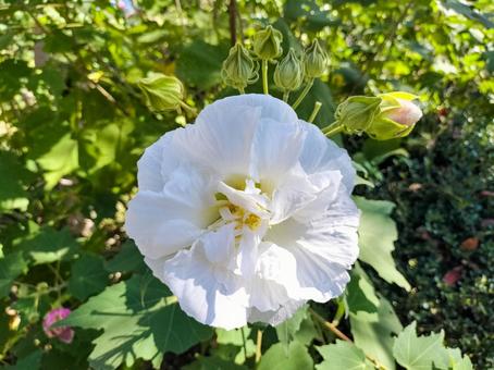 芙蓉の花　伊豆下田の寝姿山にて 芙蓉,花,下田の写真素材