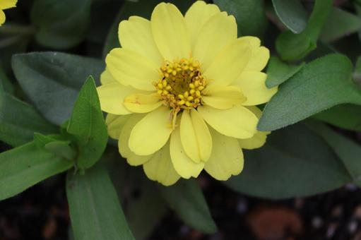 黄色い花びらのジニアの花のアップ 黄色い花びらのジニアの花のアップの写真
