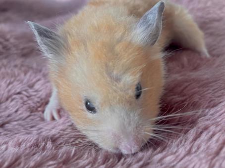 毛布の上にいるハムスター ハムスター,キンクマハムスター,ゴールデンハムスターの写真素材