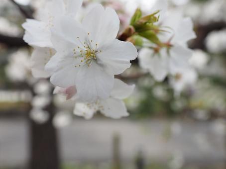 桜の花 桜の花の写真