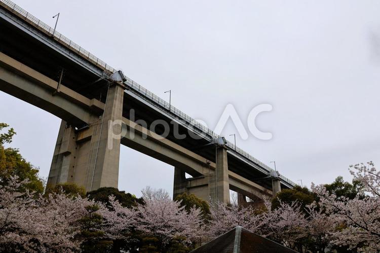 ４月中旬の瀬戸大橋記念公園の桜と瀬戸大橋 桜,ピンク,瀬戸大橋の写真素材